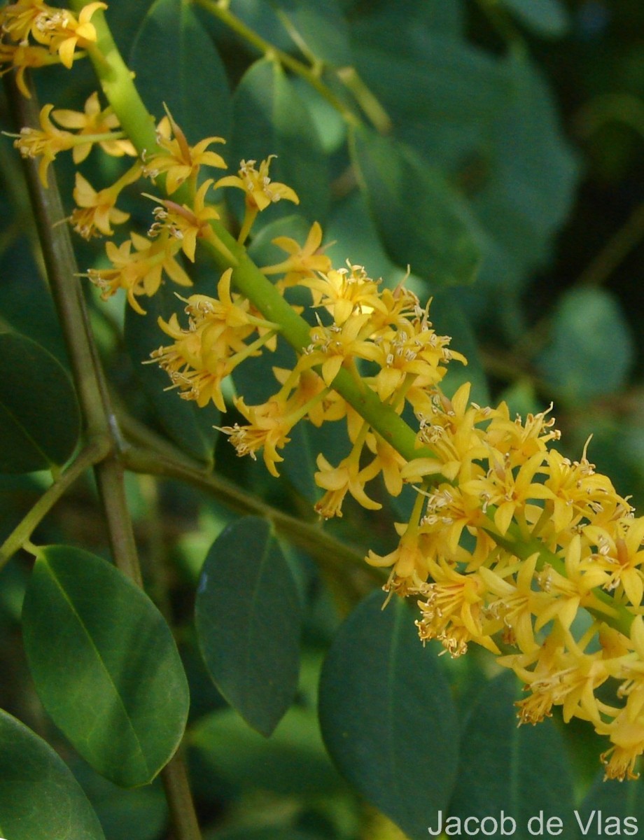 Adenanthera pavonina L.